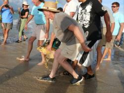 A group of volunteers aid in the release of a rehabilitated sea turtle on St Croix