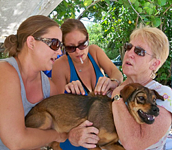 Not everyone one felt microchips were such a great thing, despite the ministrations of Melissa Pieffer (left), Chelsie Claus, and Meredith Emmons. Not everyone one felt microchips were such a great thing, despite the ministrations of Melissa Pieffer (left), Chelsie Claus, and Meredith Emmons.