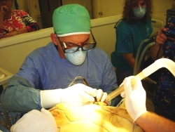 Dr. Doug Mader operates on Sandy. Dr. Doug Mader operates on Sandy.