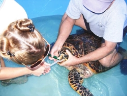 Turtle Hospital staff fed squid to Sandy with a tube when she first arrived. (Photos courtesy of The Turtle Hospital) Turtle Hospital staff fed squid to Sandy with a tube when she first arrived. (Photos courtesy of The Turtle Hospital)