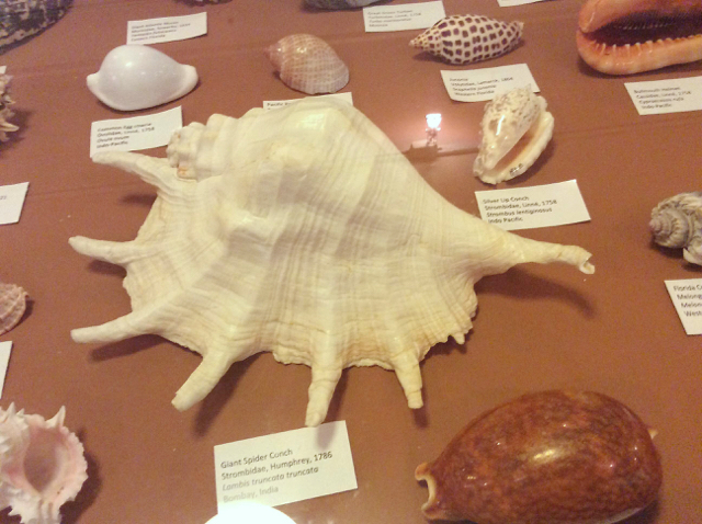One of the displays in the Seashell Society's exhibition at Fort Frederik. (Photo provided by Sharon Grimes)