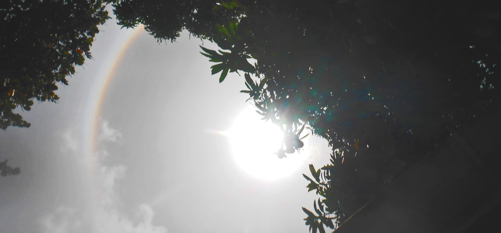 The solar halo shines through a St. Thomas mango tree.