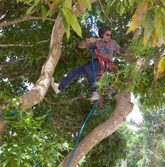 Certified arboriculturist Clay Jones works in a St. Thomas tree. (Photo provided by Clay Jones)
