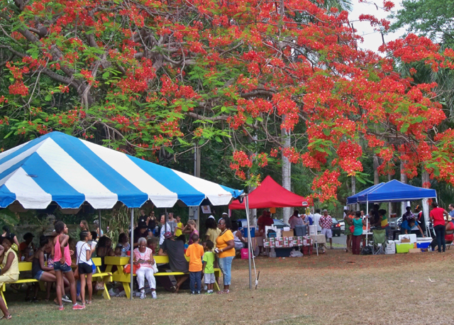 Crowds under the fabulous flamboyant trees at Mango Melee.  The trees were exceptionally full  in the drought.
