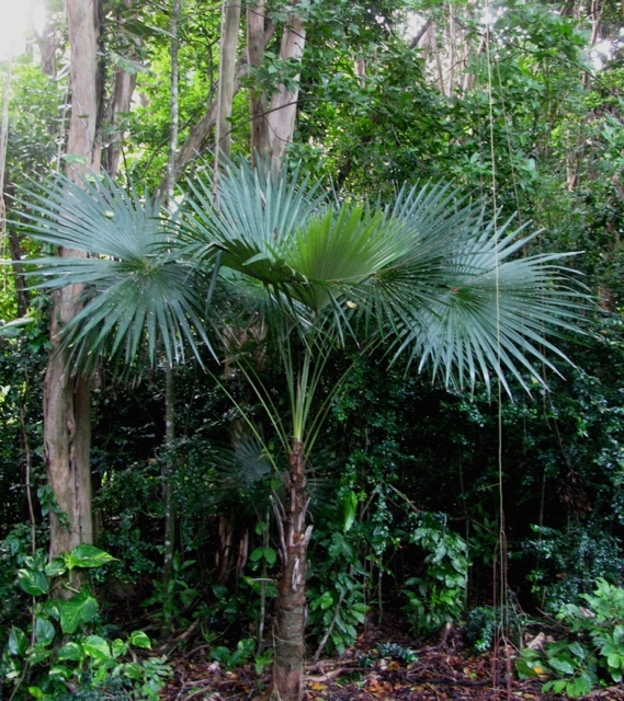 The Tyre palm, one of the V.I. native species. (Photo provided by Eleanor Gibney)