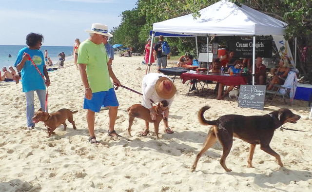 Dogs and their owners romp Saturday at the Animal Jam at Rainbow Beach.