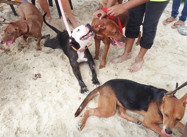 Dogs from the St. Croix Animal Welfare Center frolic during Animal Jam.
