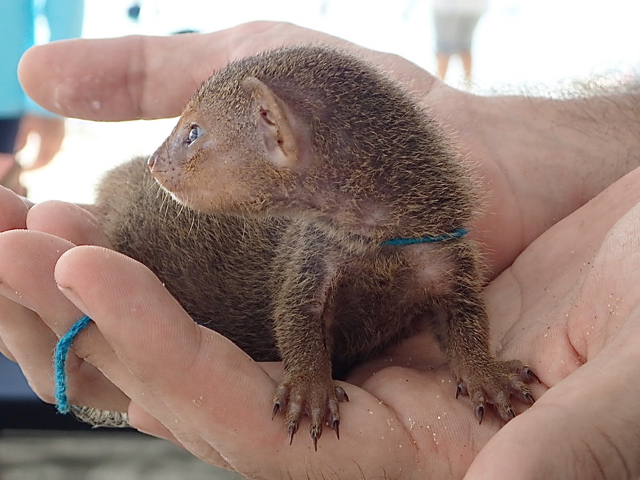 A baby mongoose being raised by Cruzan Cowgirls rests comfortably in Erik Vogt's hand.
