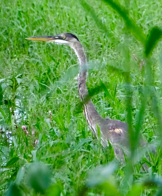 Great Blue Heron (Photo by Sheelagh Fromer, provided by the St. Croix Christmas Bird Count.)