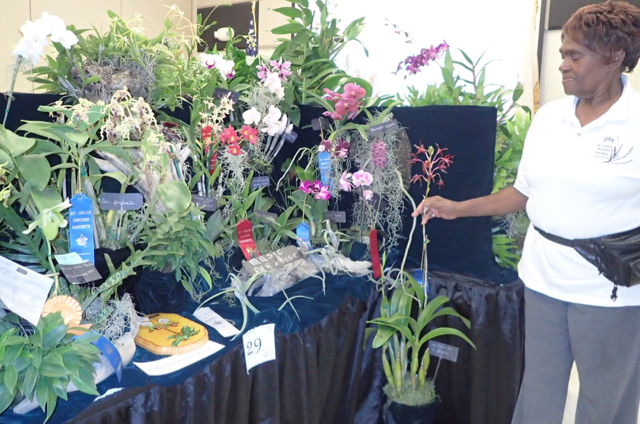 Orchid Society president Pearline Claxton talks about her award-winning orchids, including the Crucian Gold hybrid.