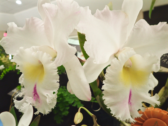 Rosemary Walcott&rsquo;s Grand Champion white cattleya orchid.