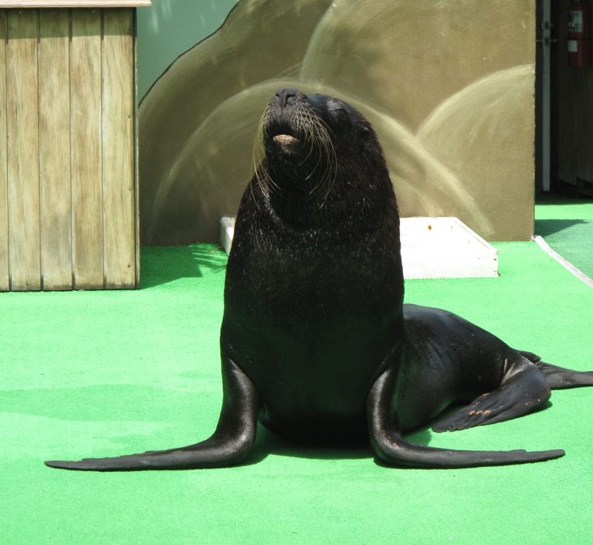 Franco the sea lion, a beloved member of the Coral World family.