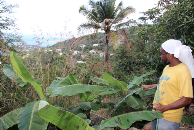 Alphonso Wade III waters his plantain trees in Dorothea.