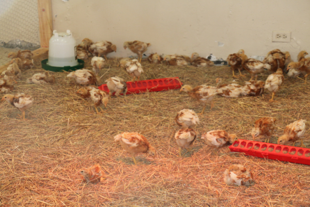 Chicks make themselves at home in their enclosure at Arthur A Richards Jr. High School. (Photo submitted by Velma Jendricks)