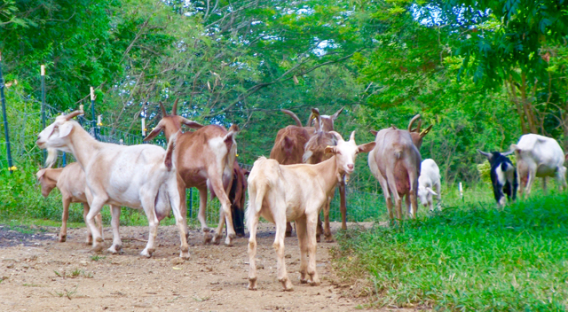 Some of Fiddelwood Farm's milk goats graze in Estate Plessen.