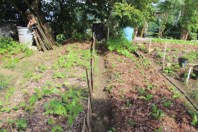 Farmers like Simon Anthony use raised beds to promote drainage and allow crops to breathe after heavy rains.