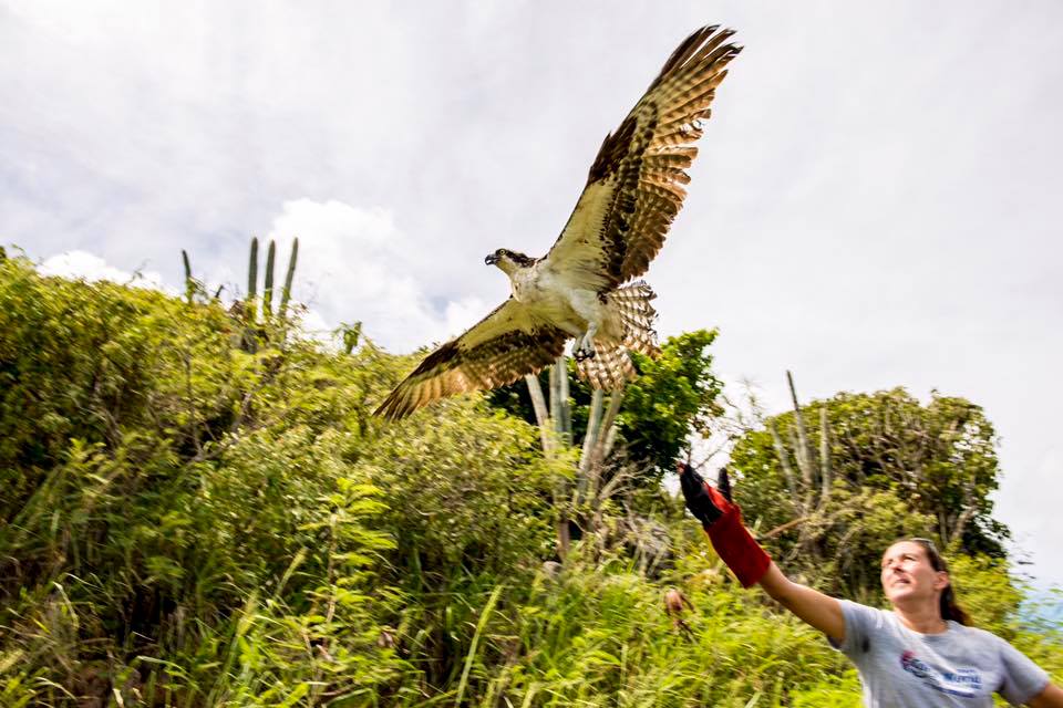 Erica Palmer releases rescued osprey (photo --  Harout Yerganian)