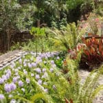 Waterfall at StGeorges Village Botanical GardenStCroixCarolB