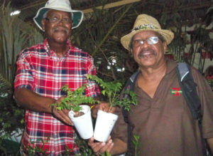 Roy Pemberton, left, shows guavaberry plants to Larry Larsen. T he guavaberries are always a big seller, he said.