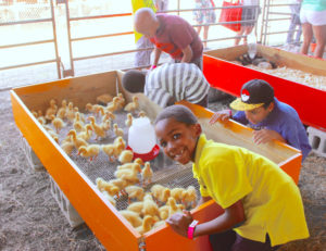 Children pet chicks at the in the petting zoo at the annual St. Croix Agriculture and Food Fair.