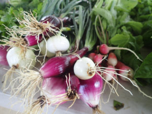 Radishes, onions, cilantro and other fresh produce at ArtFarm. 