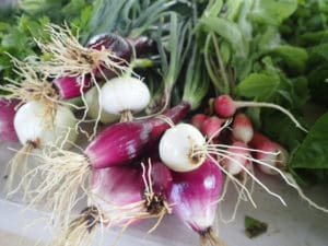 Radishes, onions, cilantro and other fresh produce at ArtFarm. 