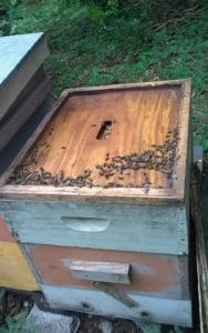 Dead bees litter the top of a hive. (Photo by Toni Downs)