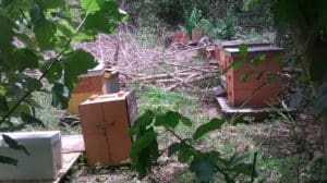 The bee yard is silent after more than 250,000 bees suddenly died, possibly from improper use of a chemical spray. (Photo by Tony Downs)