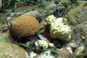 Coral and coral bleaching