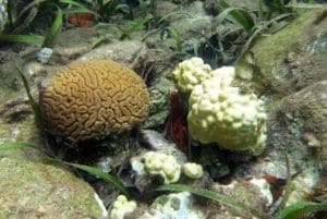 Coral and coral bleaching