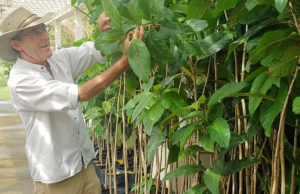 Dewey Hollister points out plants that survived Hurricane Maria. (Jamie Leonard photo)