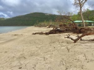 Magens Bay after Hurricanes Irma and Maria. (Photo provided by Bruce Flamon)