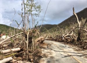 Debris lines St John's North Shore Road in November, two months after the storms. (Amy Roberts photo)