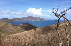 A damaged tree and brown hillsides on St. John's north shore.