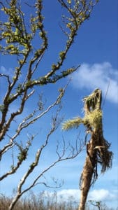 Damaged trees on the North Shore.