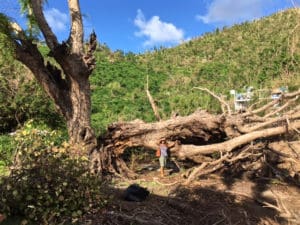 Part of a historic tamarind tree is down on St. John's east end.