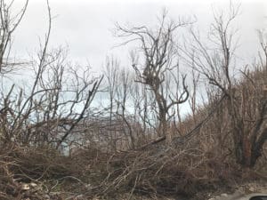 Dead trees and brush along Centerline Road in the days after Hurricane Irma.