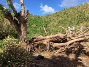 A damaged tamarind tree.