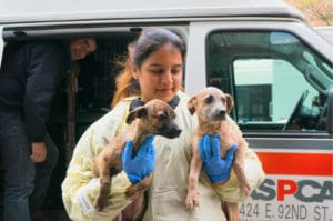 1. A group of homeless dogs from St. Croix arrive at the ASPCA Adoption Center in NYC. (ASPCA photo)