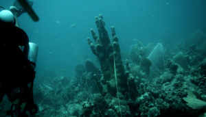 Heathy Pillar Coral in 2016. (Jeff Miller photo)