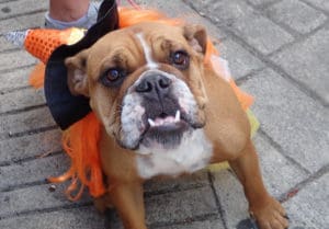 Berta smiles for the camera at the Dog Parade.