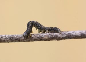 So-called Flamboyant looper, within the family Lepidoptera Noctvidae. (Photo provided by Dr. Amy J. Dreves, new pest management specialist at UVI Extension Service)