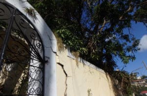 Mango tree roots crack through a retaining wall. (David MacVean photo)