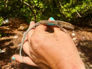 A St. Croix ground lizard.