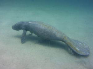 An emaciated manatee in the waters around St. Croix. Animal rescuers are racing to get to the two marine mammals, strangers to the Virgin Islands, before their health can degrade much further. (Photo by Claire Beauregard)