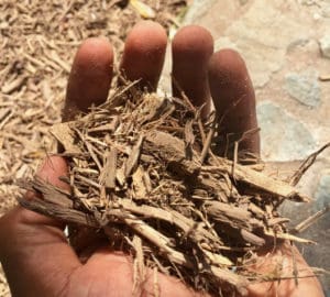 The mulch, made from hurricane vegetative debris, does not appear to have any non-organic waste in it.