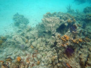 Damaged Star Coral in Leinster. (Photo by Caroline Rogers)