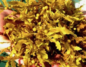 Sargassum fluitans.