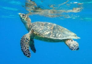 A Hawksbill turtle surfaces. (Photo by Caroline Rogers)