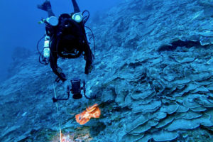Coral researcher Viktor Brandtneris films a deep coral transect at 219 feet on the South Drop of St. Thomas. Almost all of the coral to the right of the diver and behind him is alive and healthy. (Photo by Tyler B. Smith)